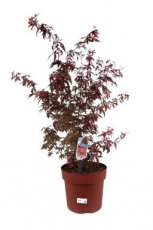 Acer palmatum ‘Atropurpureum’ 125/150 C15 Acer palm. ‘Atropurpureum’ - Erable  125-150  C15