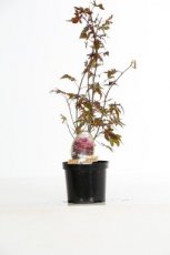 Acer palmatum ‘Atropurpureum’ - Esdoorn 40-50 C3