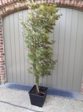 Acer palmatum 'Beni-Jerre Schwartz' - PROMO - Esdoorn 140-150 C15