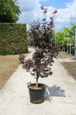 Acer palmatum ‘Bloodgood’ 150-175 C30 Acer palmatum ‘Bloodgood’- Esdoorn 150-175 C30