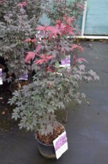 Acer palmatum ‘Bloodgood’ - Esdoorn 50-60 C4