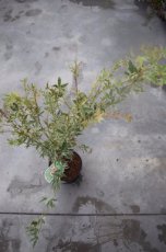 Acer palmatum ‘Butterfly’-Esdoorn  40-50  C