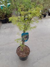 Acer palmatum ‘Emerald Lace’ - Esdoorn 30-35 C3