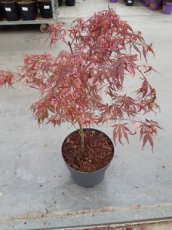 Acer palmatum 'Extravagance' - stam 40 - C10 Acer palmatum 'Extravagance' | Esdoorn - stam 40 - C10