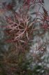 Acer palmatum ‘Garnet’ 40/50 C4 Acer palmatum ‘Garnet’(=Dissectum Garnet) - Esdoorn  40-50 C4