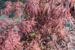 Acer palmatum ‘Garnet’ 40/50 C4 Acer palmatum ‘Garnet’(=Dissectum Garnet) - Esdoorn  40-50 C4