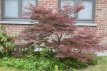 Acer palmatum ‘Garnet’ 40/50 C4 Acer palmatum ‘Garnet’(=Dissectum Garnet) - Esdoorn  40-50 C4