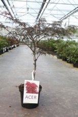 Acer palmatum ‘Garnet’(=Dissectum Garnet) - Esdoorn  40-50 C4