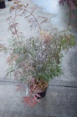 Acer palmatum ‘Garnet’(=Dissectum Garnet) - Esdoorn  40-50 C