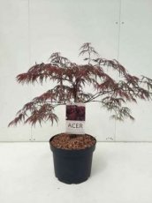 Acer palmatum ‘Inaba-shidare’-Esdoorn 60-80 C10