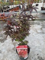 Acer palmatum 'Little Red' - Esdoorn 35-45 C3