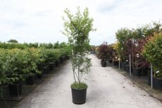 Acer palmatum (meerstammig) 150-175 C30 ESDOORN