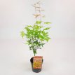 Acer palmatum ‘Orange Lace’® 15/20 C Acer palmatum ‘Orange Lace'- Esdoorn 15-20 C
