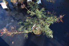 Acer palmatum ‘Ornatum’ (= ‘Dis.Atropurpureum’) - Esdoorn 40-50  C