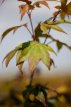 Acer palmatum ‘Osakazuki’ 50/60 C Acer palmatum ‘Osakazuki’ - Esdoorn  50-60 C