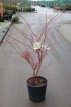 Acer palmatum ‘Sangokaku’ 100/125 C10