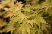 Acer palmatum ‘Sangokaku’ 100/125 C10