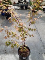 Acer palmatum ‘Sangokaku’ 100/125 C10 C10 Acer palmatum ‘Sangokaku’(=Senkaki) - Esdoorn 100-125 C10