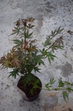 Acer palmatum ‘Shaina’ - Esdoorn 30-35 C3