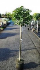 Acer platanoides ‘Globosum’ 6/8 HA Acer platanoides ‘Globosum’ 6/8 HA  C10  BOLESDOORN