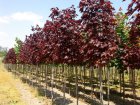 Acer platanoides  'Royal Red'  6/8 HO  ESDOORN