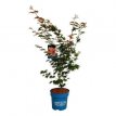 Acer pseud. 'North Wind'® 125/150 C15 Acer pseudosieboldianum 'North Wind'® - Koreaanse esdoorn 125-150 C15