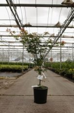 Acer pseudosieboldianum 'North Wind'® - Koreaanse esdoorn 125-150 C15