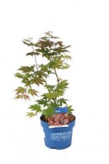 Acer pseudosieboldianum 'North Wind'® - Esdoorn 35-40 C5