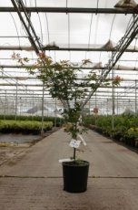 Acer pseudosieboldianum 'North Wind'® - Koreaanse esdoorn 80-100 C12