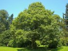 Acer pseudoplatanus 'Leopoldii'  6/8  HO  ESDOORN