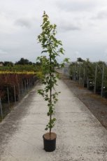 Acer rubrum 'Brandywine' - Rode esdoorn 150-175 C12