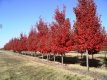 Acer rubrum 'Oktober Glory' 150 C12 Acer rubrum 'Oktober Glory' | Esdoorn 140-160 C12