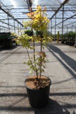 Acer Shir.'Jordan' 50/60 C12 Acer shirasawanum 'Jordan' | Esdoorn 50-60 C12