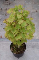 Acer shirasawanum ‘Aureum’ - Esdoorn  30-40  C