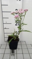 Achillea millefolium 'Wonderful Wampee’ | Duizendblad - rose 40 P9