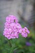 Achillea millefolium 'Apfelblüte' Achillea millefolium 'Apfelblüte'(=apple blossom)  | Duizendblad 70 P9