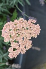 Achillea millefolium 'Apricot Delight'(=Tutti Frutti) | Duizendblad 60 P9