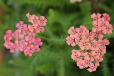 Achillea millefolium‘Paprika’ | Duizendblad 60 P9