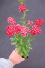 Achillea millefolium ‘Red Velvet’ | Duizendblad 60 P9