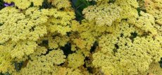 Achillea millefolium 'Sunny Seduction' | Duizendblad - geel  50 P9