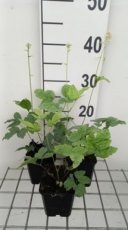 Actaea pachypoda 'Misty Blue' | Zilverkaars 60 P9