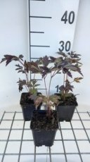 Actaea simplex 'Black Negligee' | Zilverkaars 150 P9