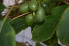 Actinidia arguta 'Issai' 30/40 C2 Actinidia arguta 'Issai' -self-pollinating | Hardy kiwi 30/40 C