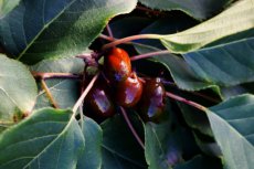 Actinidia arguta 'Ken's Red' Actinidia arguta 'Ken's Red' -vrouwelijk | Kiwibes 30-40 C2