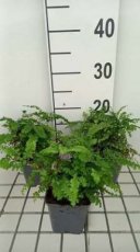 Adiantum pedatum 'Imbricatum' | Hoefijzervaren-Venushaar 40 P9