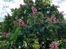 Aesculus pavia var. discolor 'Koehnei' - Dwergpaardenkastanje 50-60 C20