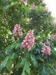 Aesculus x carnea 'Briotii' 8/10 HO Aesculus x carnea 'Briotii'  8/10  HO  PAARDENKASTANJE