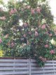 Aesculus x carnea 'Briotii' 8/10 HO Aesculus x carnea 'Briotii'  8/10  HO  PAARDENKASTANJE