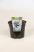 Agapanthus afr. 'Twister'® 60 C2 Agapanthus africanus 'Twister'® | Afrikaanse lelie 60 C2