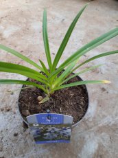 Agapanthus afr. 'Twister'® 60 C2 Agapanthus africanus 'Twister'® | Afrikaanse lelie 60 C2